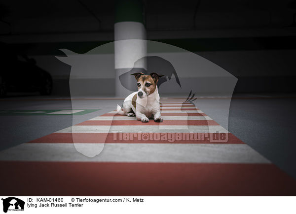 liegender Jack Russell Terrier / lying Jack Russell Terrier / KAM-01460