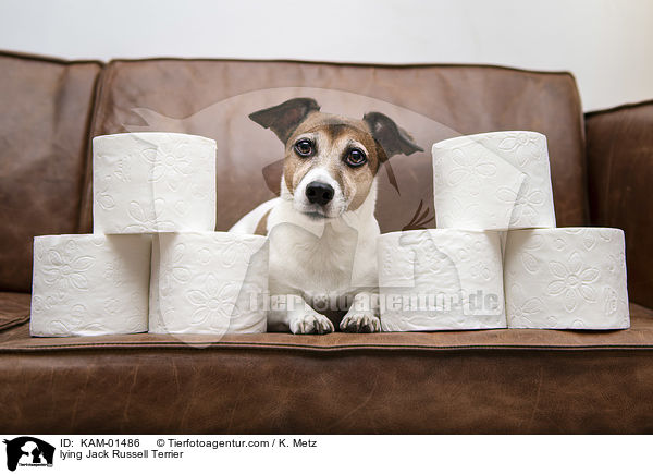 liegender Jack Russell Terrier / lying Jack Russell Terrier / KAM-01486