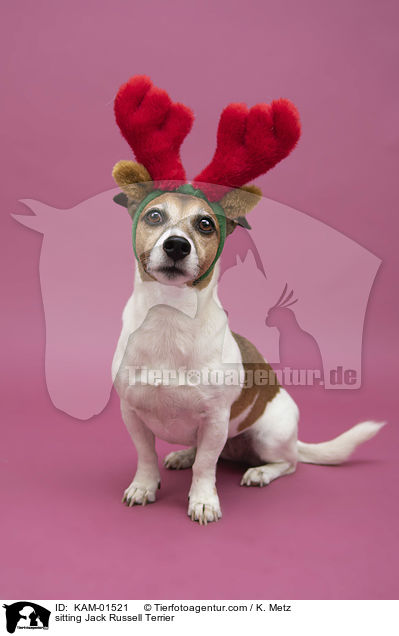 sitzender Jack Russell Terrier / sitting Jack Russell Terrier / KAM-01521