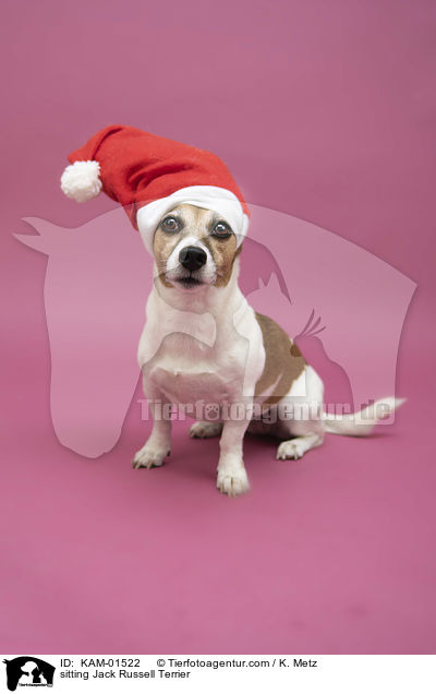 sitzender Jack Russell Terrier / sitting Jack Russell Terrier / KAM-01522