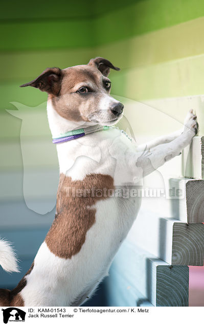 Jack Russell Terrier / Jack Russell Terrier / KAM-01543