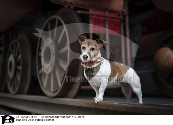 stehender Jack Russell Terrier / standing Jack Russell Terrier / KAM-01548