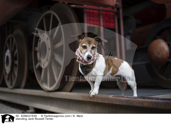 stehender Jack Russell Terrier / standing Jack Russell Terrier / KAM-01549