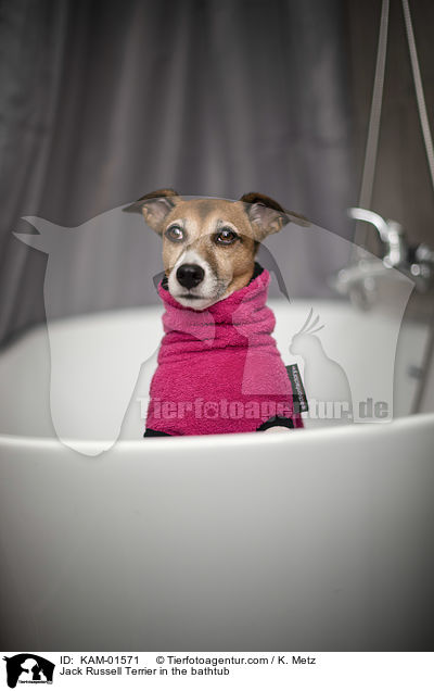 Jack Russell Terrier in der Badewanne / Jack Russell Terrier in the bathtub / KAM-01571