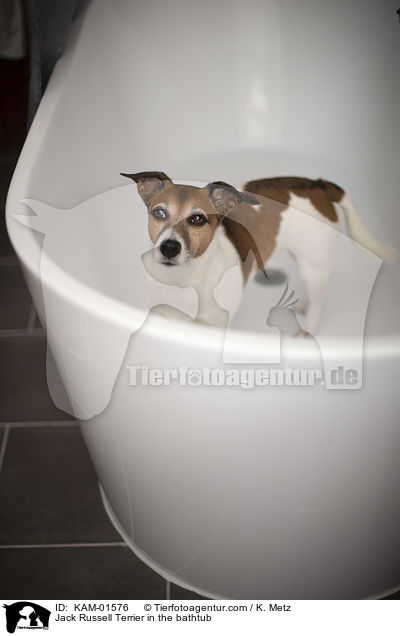Jack Russell Terrier in der Badewanne / Jack Russell Terrier in the bathtub / KAM-01576