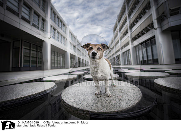 stehender Jack Russell Terrier / standing Jack Russell Terrier / KAM-01586