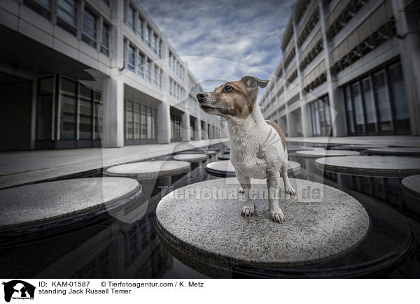 stehender Jack Russell Terrier / standing Jack Russell Terrier / KAM-01587
