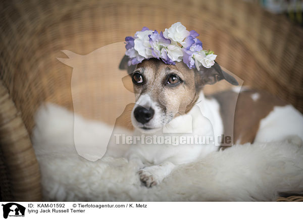 liegender Jack Russell Terrier / lying Jack Russell Terrier / KAM-01592