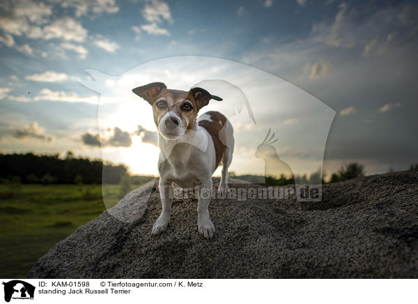 standing Jack Russell Terrier / KAM-01598