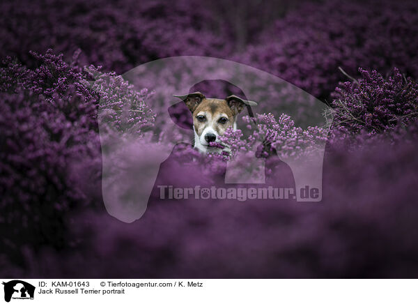 Jack Russell Terrier Portrait / Jack Russell Terrier portrait / KAM-01643