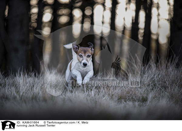 rennender Jack Russell Terrier / running Jack Russell Terrier / KAM-01664