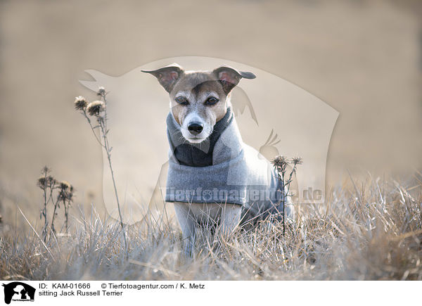 sitzender Jack Russell Terrier / sitting Jack Russell Terrier / KAM-01666