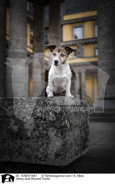 sitting Jack Russell Terrier / KAM-01681