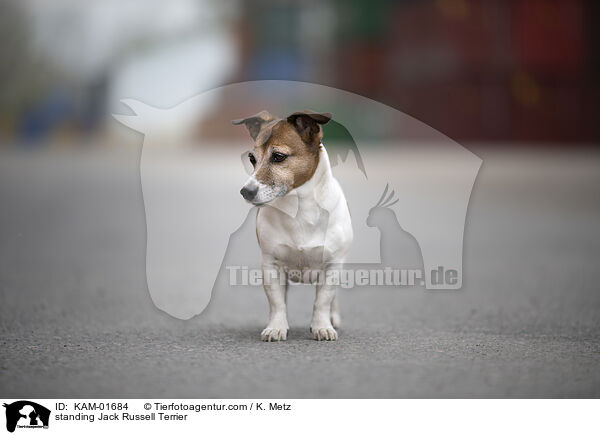 standing Jack Russell Terrier / KAM-01684