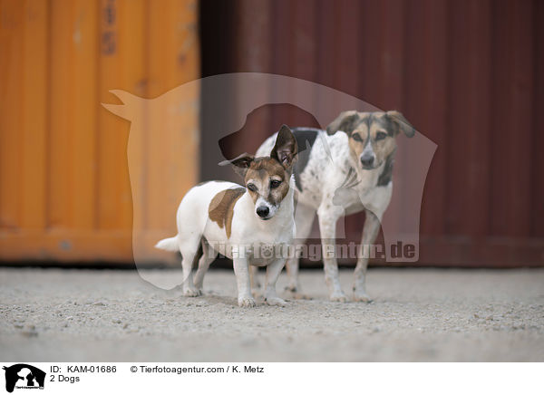 2 Hunde / 2 Dogs / KAM-01686