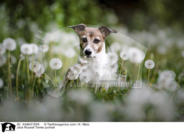Jack Russell Terrier portrait / KAM-01695