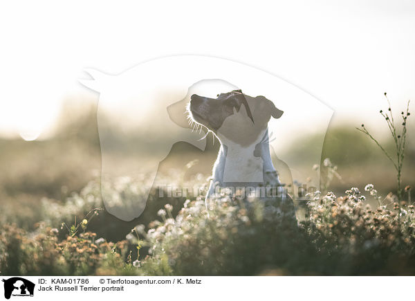 Jack Russell Terrier portrait / KAM-01786