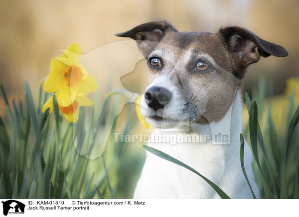 Jack Russell Terrier portrait / KAM-01810