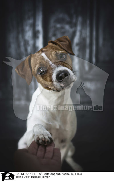 sitzender Jack Russell Terrier / sitting Jack Russell Terrier / KFI-01431