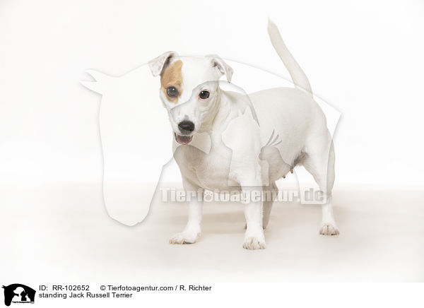 standing Jack Russell Terrier / RR-102652