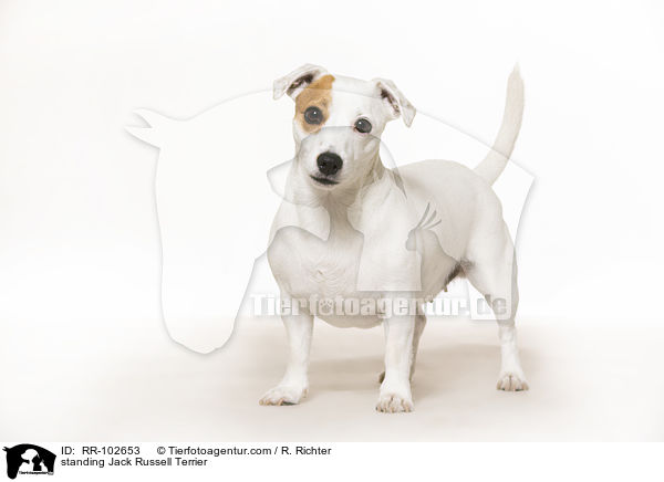 standing Jack Russell Terrier / RR-102653