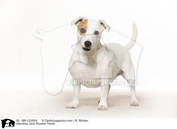 standing Jack Russell Terrier / RR-102654