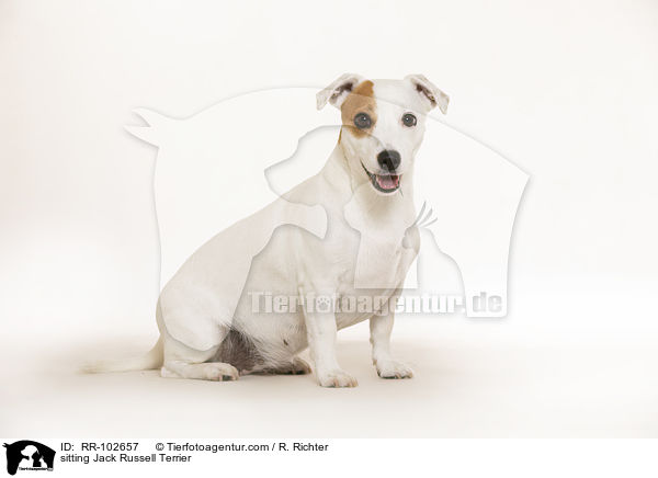 sitting Jack Russell Terrier / RR-102657