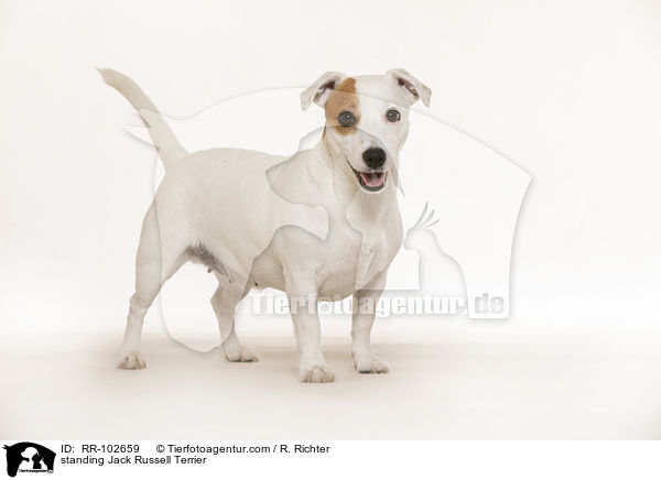 standing Jack Russell Terrier / RR-102659