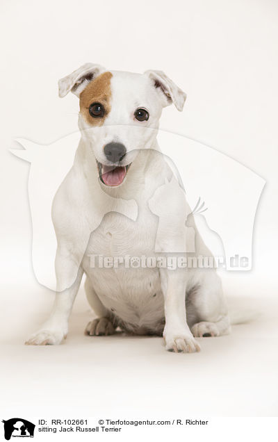 sitting Jack Russell Terrier / RR-102661