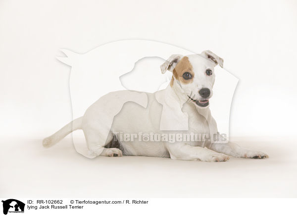 lying Jack Russell Terrier / RR-102662