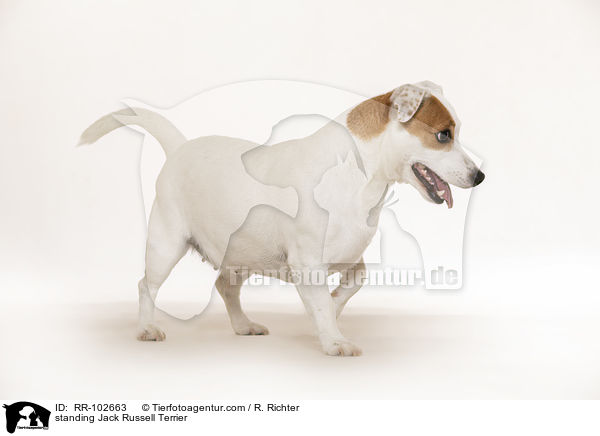 standing Jack Russell Terrier / RR-102663