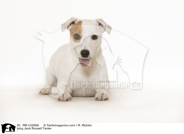 liegender Jack Russell Terrier / lying Jack Russell Terrier / RR-102666