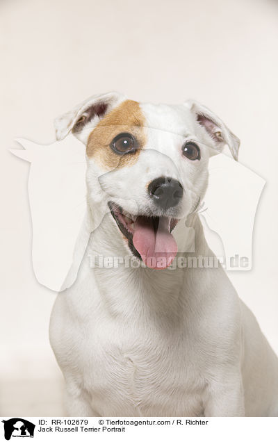 Jack Russell Terrier Portrait / Jack Russell Terrier Portrait / RR-102679