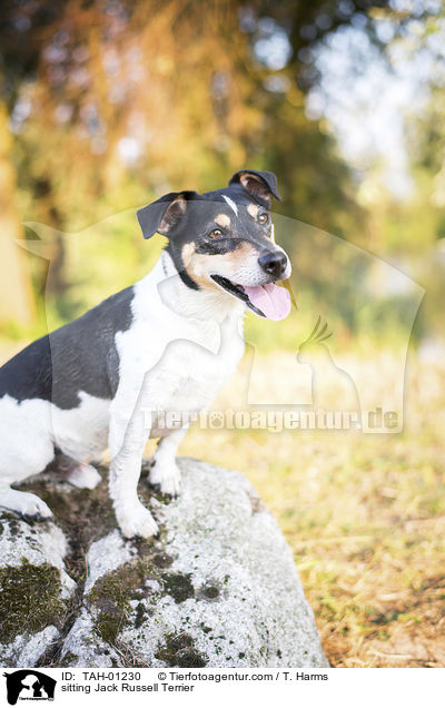 sitzender Jack Russell Terrier / sitting Jack Russell Terrier / TAH-01230