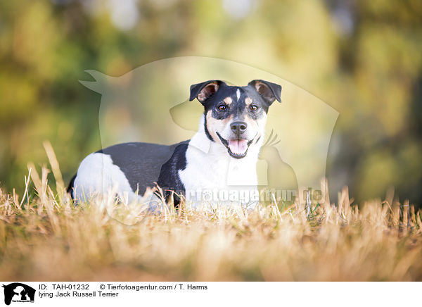 liegender Jack Russell Terrier / lying Jack Russell Terrier / TAH-01232