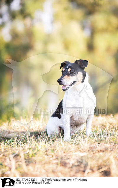 sitzender Jack Russell Terrier / sitting Jack Russell Terrier / TAH-01234