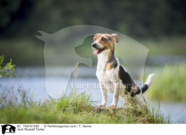 Jack Russell Terrier / Jack Russell Terrier / TAH-01260