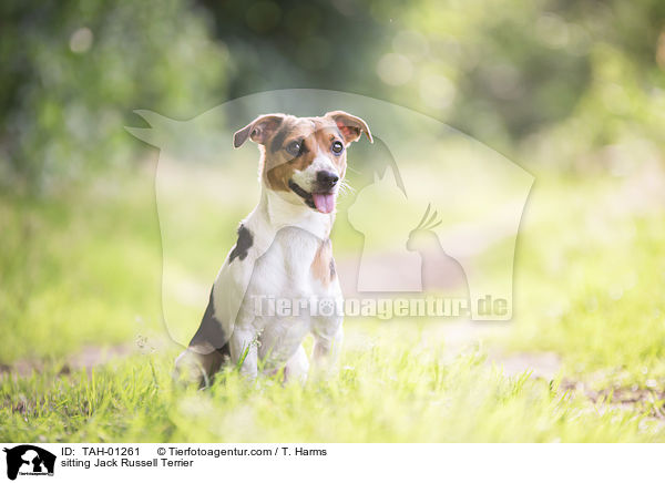 sitzender Jack Russell Terrier / sitting Jack Russell Terrier / TAH-01261