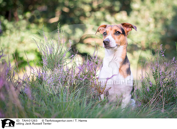 sitzender Jack Russell Terrier / sitting Jack Russell Terrier / TAH-01263