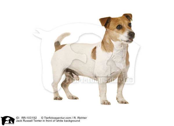 Jack Russell Terrier vor weiem Hintergrund / Jack Russell Terrier in front of white background / RR-103192