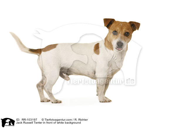 Jack Russell Terrier in front of white background / RR-103197