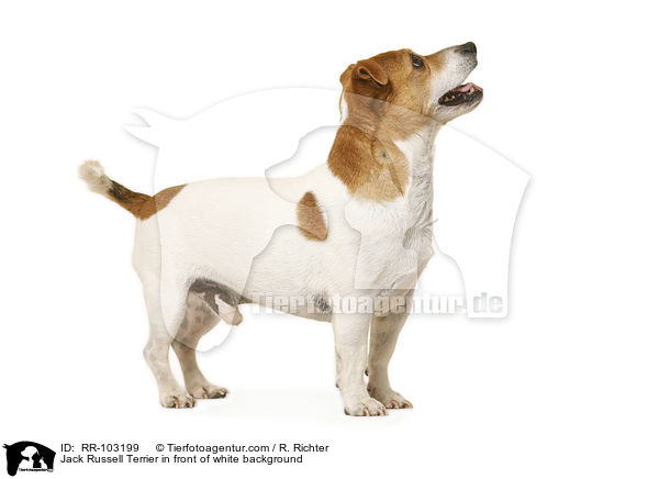 Jack Russell Terrier in front of white background / RR-103199