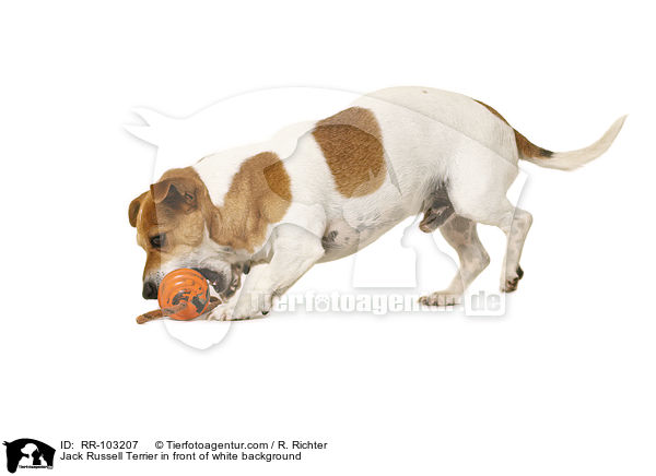 Jack Russell Terrier in front of white background / RR-103207