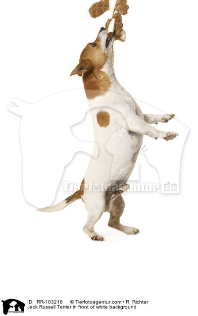 Jack Russell Terrier vor weiem Hintergrund / Jack Russell Terrier in front of white background / RR-103218