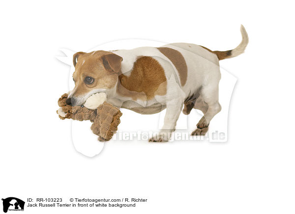 Jack Russell Terrier vor weiem Hintergrund / Jack Russell Terrier in front of white background / RR-103223