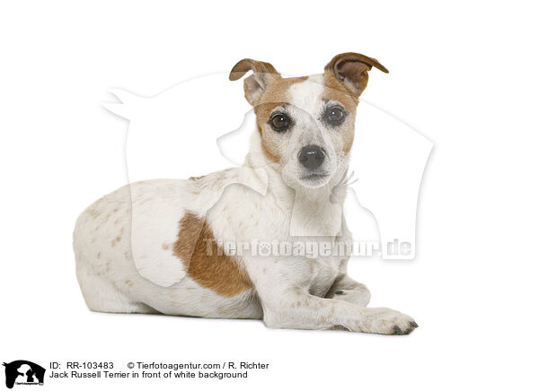 Jack Russell Terrier vor weiem Hintergrund / Jack Russell Terrier in front of white background / RR-103483