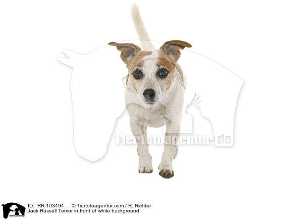 Jack Russell Terrier vor weiem Hintergrund / Jack Russell Terrier in front of white background / RR-103494