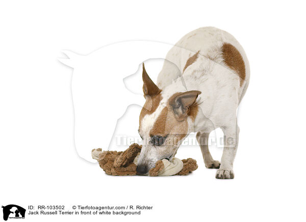 Jack Russell Terrier vor weiem Hintergrund / Jack Russell Terrier in front of white background / RR-103502