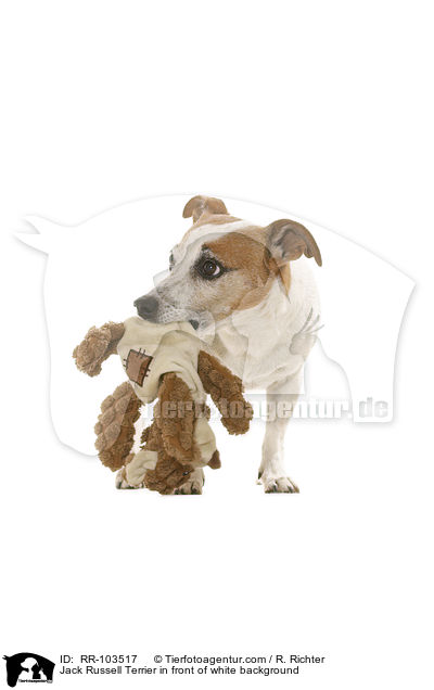 Jack Russell Terrier vor weiem Hintergrund / Jack Russell Terrier in front of white background / RR-103517