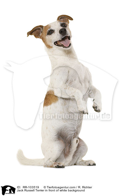 Jack Russell Terrier vor weiem Hintergrund / Jack Russell Terrier in front of white background / RR-103519